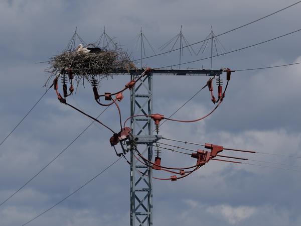 <h3><a href="/trips/extramadura/biota/animalia/chordata/aves/014 ciconiiformes/001 ciconiidae/ciconia ciconia/ciconia ciconia-nl.html">Ciconia&nbsp;ciconia</a> / White&nbsp;stork / Ooievaar</h3>OM-1 Mark II met OLYMPUS M.150-400mm F4.5, 1/3200 sec  bij F5.6, ISO 200, afstand 94.1&nbsp;m